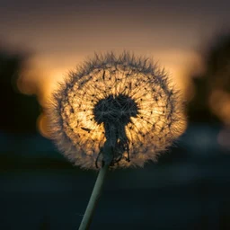 逆光下的蒲公英