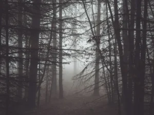 薄霧籠罩的枯林，遠方透出微光