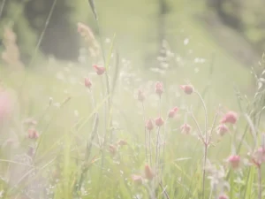 陽光草地上的粉色小花